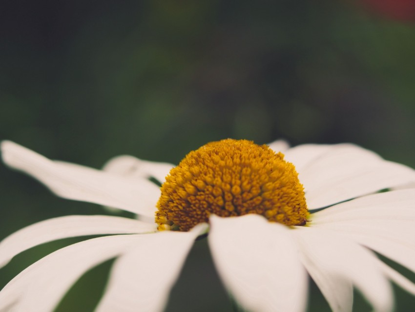 Chamomile Flower Macro Pistils Stamens Background