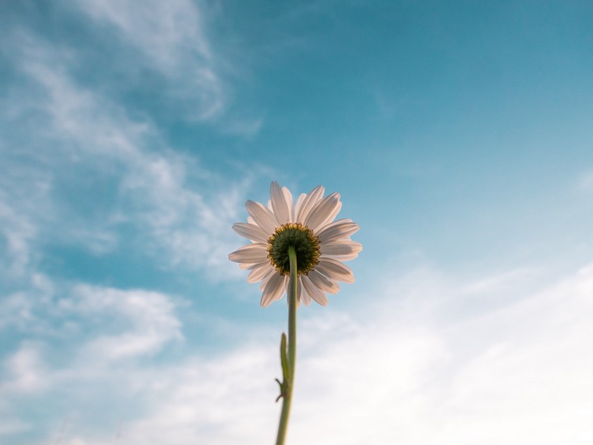 chamomile, flower, sky, bloom, bottom view