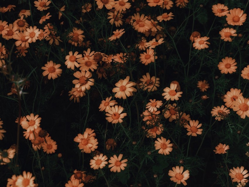 chamomile, flowers, bloom, plant