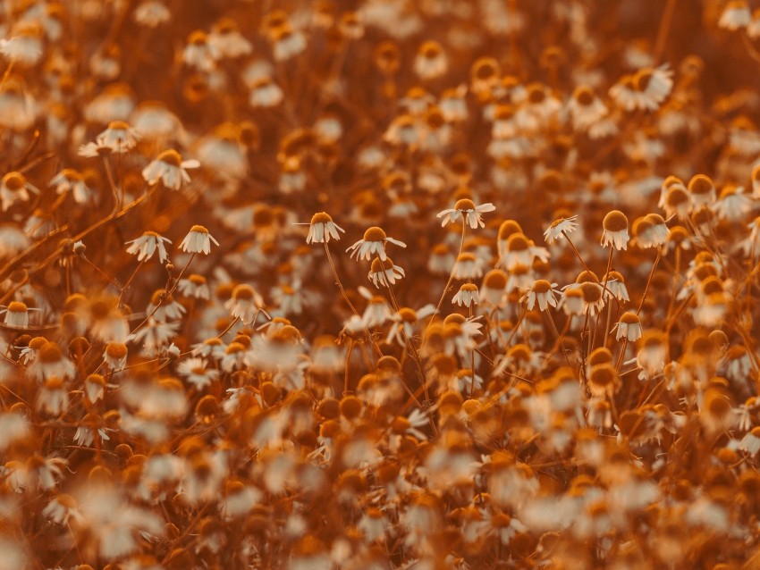 chamomile, flowers, field, bloom, sunlight