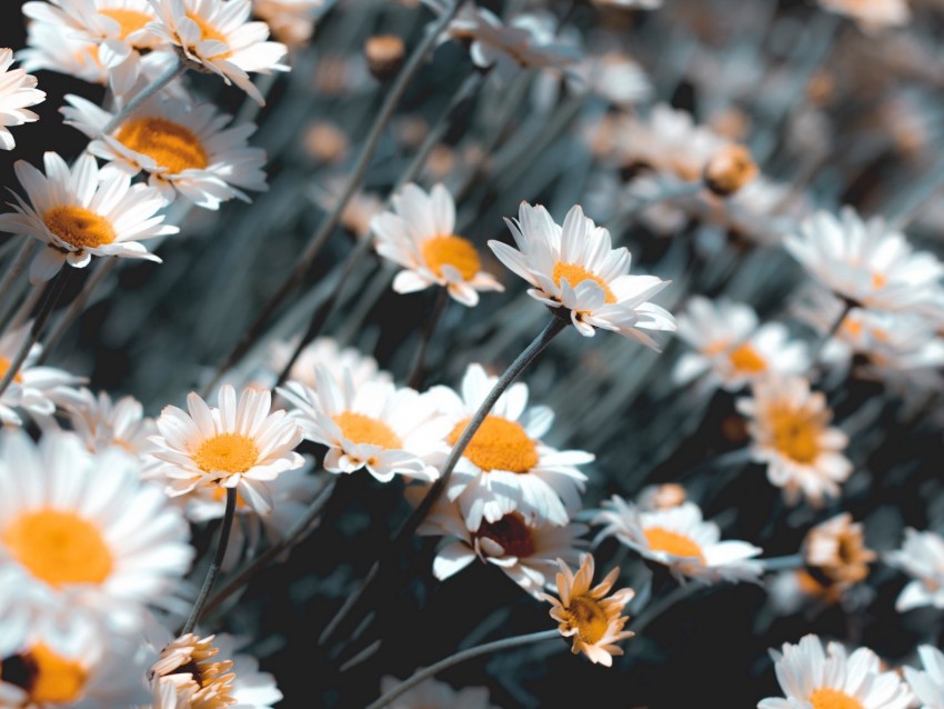 chamomile, flowers, white, bloom, plant