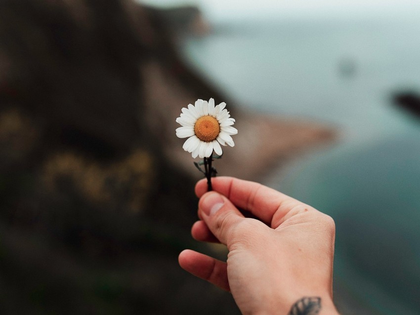 Chamomile Hand Tattoo Background