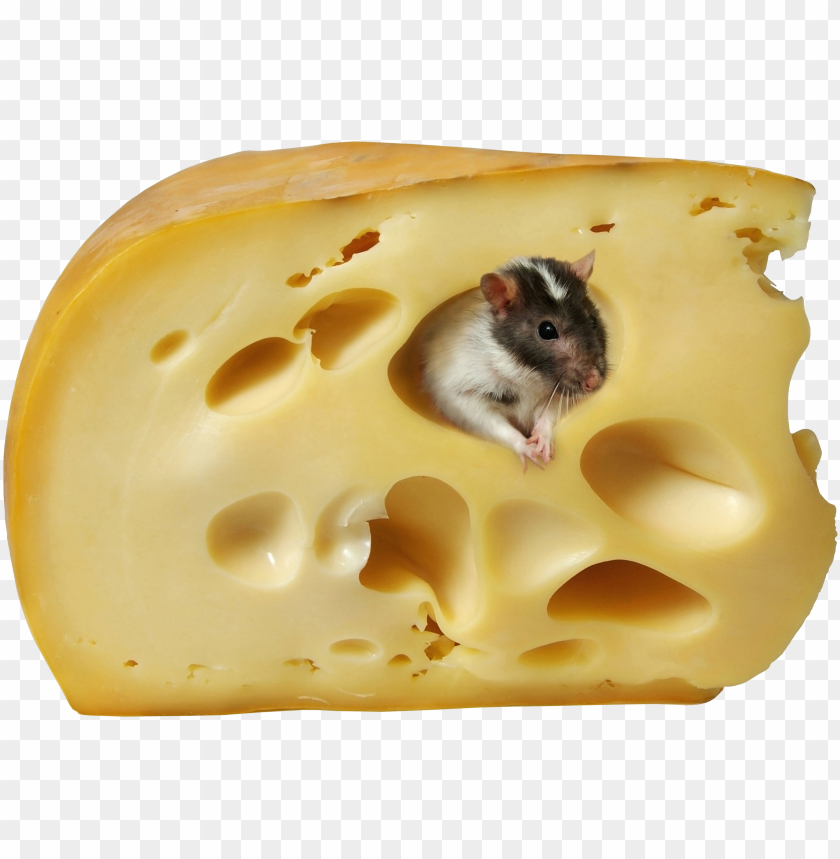 cheese, food, cheese food, cheese food png file, cheese food png hd, cheese food png, cheese food transparent png