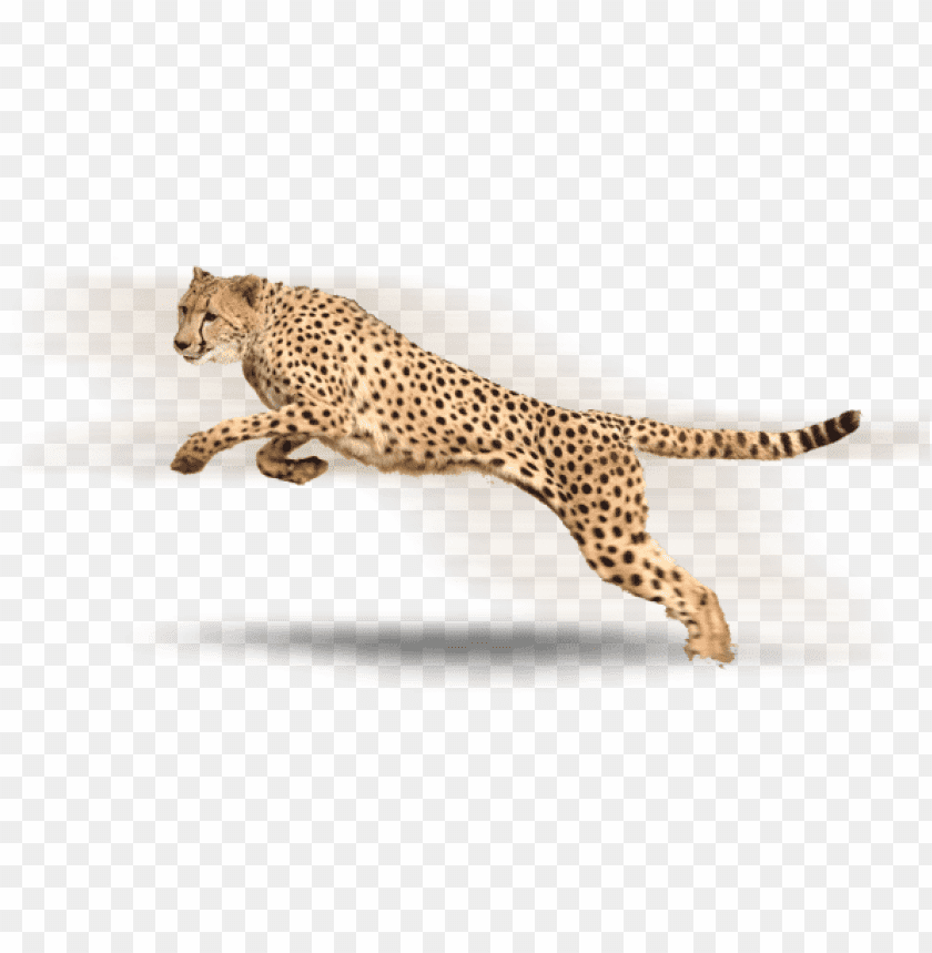 cheetah,cheetah free png,cheetah png free,cheetah png,cheetah images png,cheetah file png,cheetah transparent