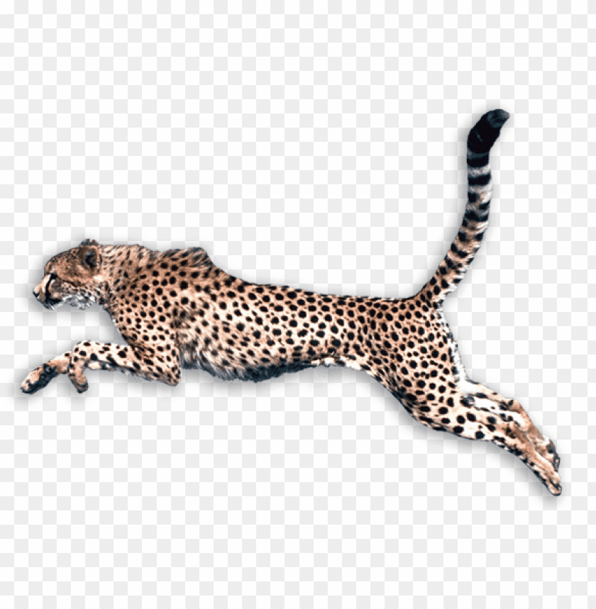 cheetah,cheetah free png,cheetah png free,cheetah png,cheetah images png,cheetah file png,cheetah transparent