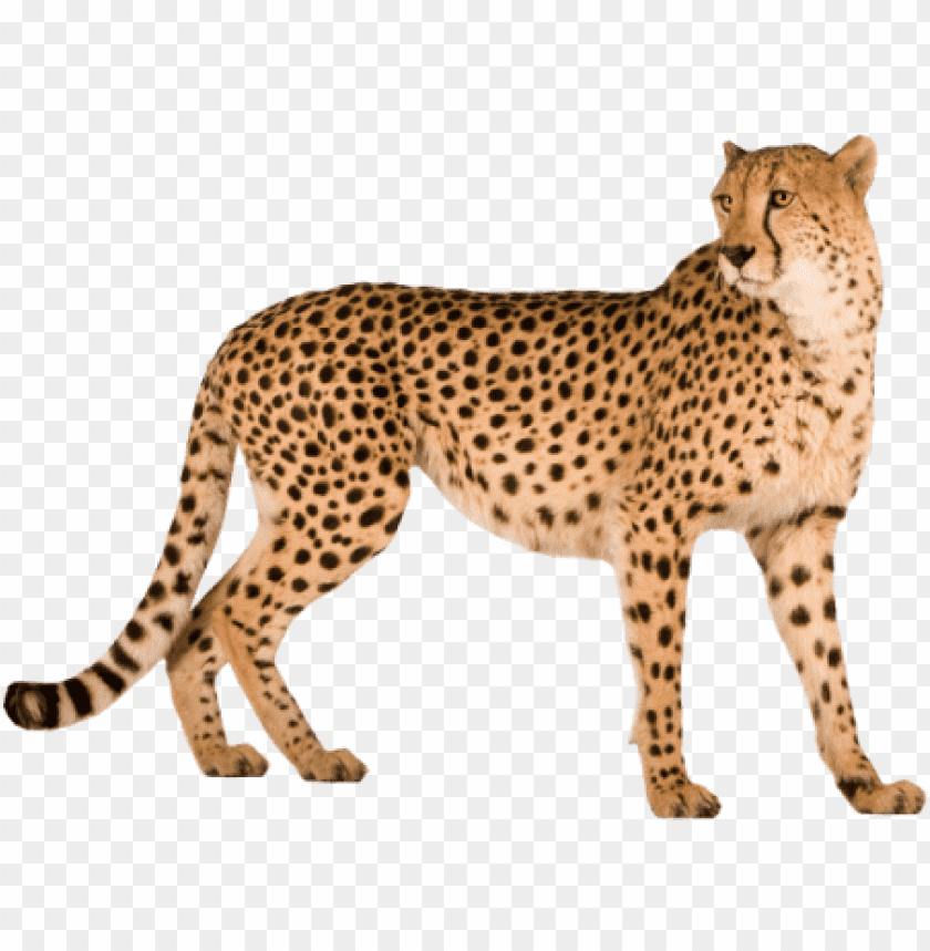 cheetah,cheetah free png,cheetah png free,cheetah png,cheetah images png,cheetah file png,cheetah transparent