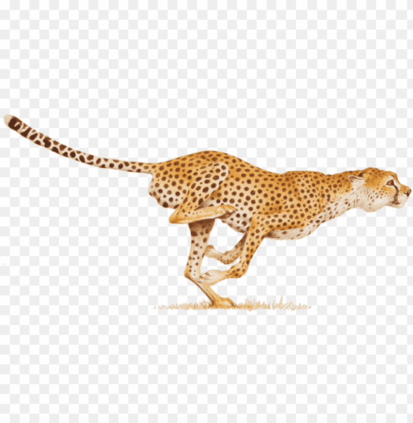 cheetah,cheetah free png,cheetah png free,cheetah png,cheetah images png,cheetah file png,cheetah transparent