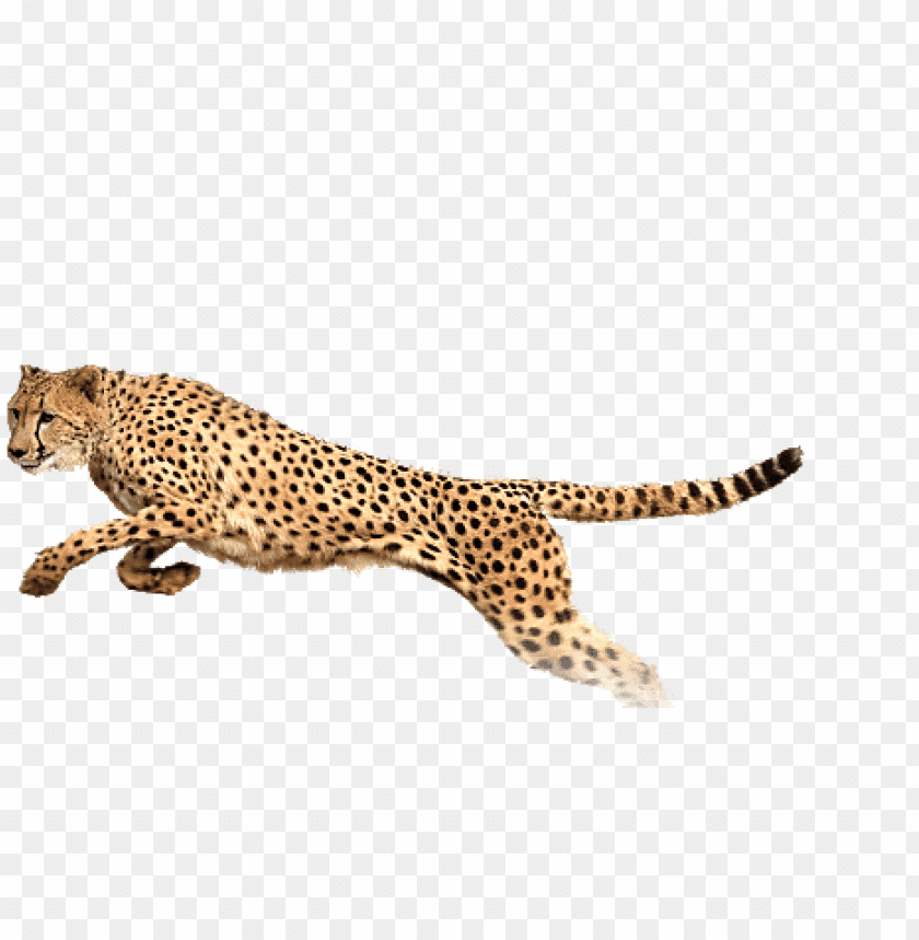 cheetah,cheetah free png,cheetah png free,cheetah png,cheetah images png,cheetah file png,cheetah transparent