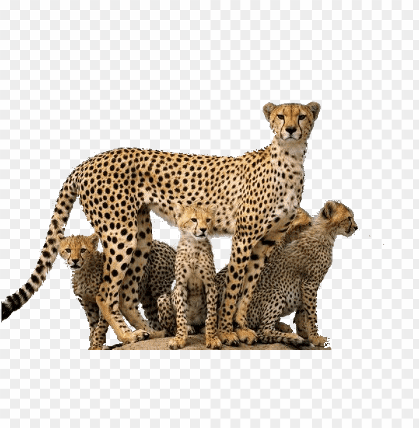 cheetah,cheetah free png,cheetah png free,cheetah png,cheetah images png,cheetah file png,cheetah transparent