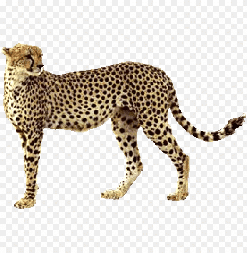 cheetah,cheetah free png,cheetah png free,cheetah png,cheetah images png,cheetah file png,cheetah transparent