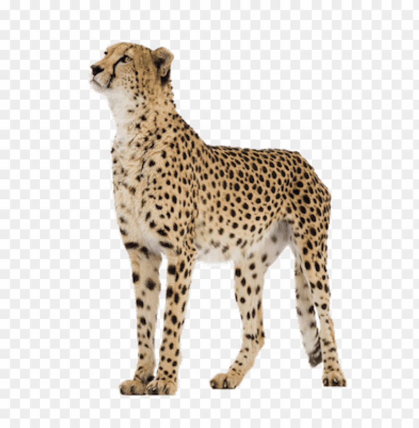 cheetah,cheetah free png,cheetah png free,cheetah png,cheetah images png,cheetah file png,cheetah transparent