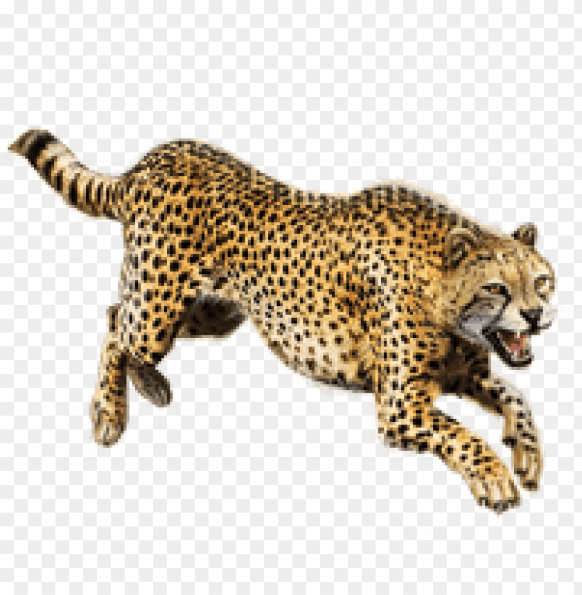 cheetah,cheetah free png,cheetah png free,cheetah png,cheetah images png,cheetah file png,cheetah transparent