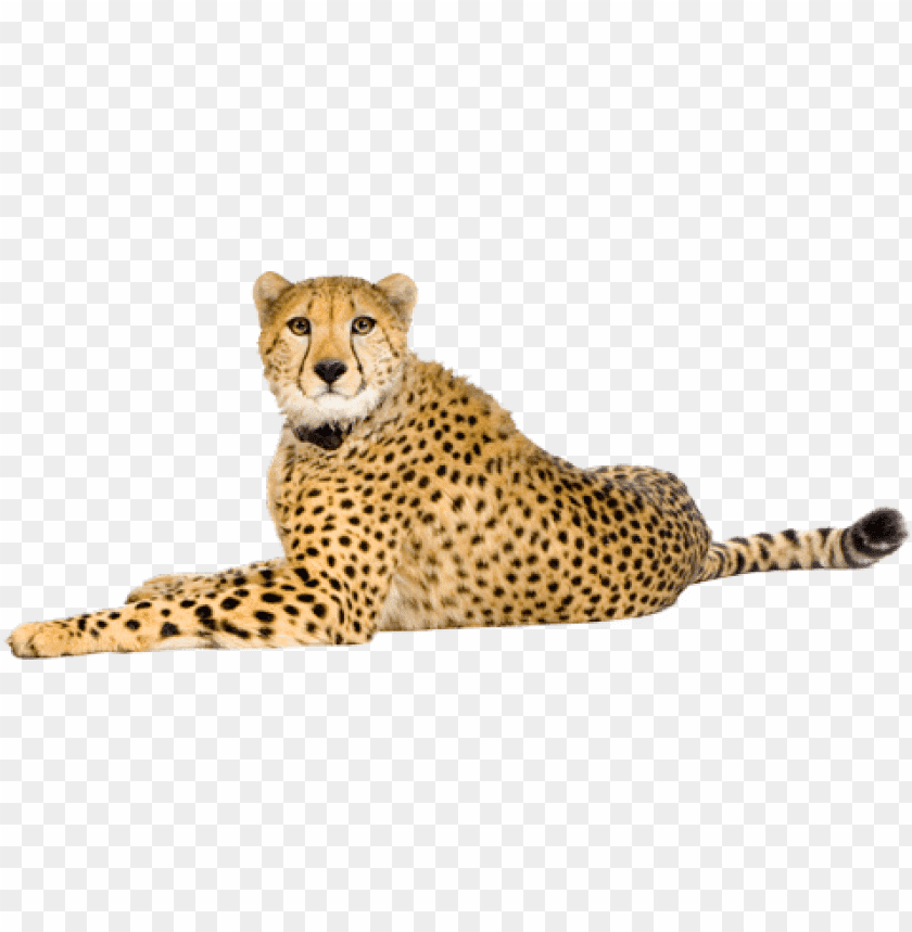 cheetah,cheetah free png,cheetah png free,cheetah png,cheetah images png,cheetah file png,cheetah transparent