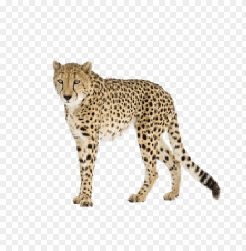 cheetah,cheetah free png,cheetah png free,cheetah png,cheetah images png,cheetah file png,cheetah transparent