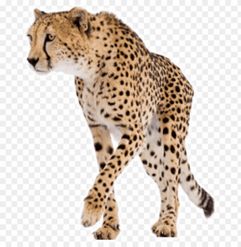 cheetah,cheetah free png,cheetah png free,cheetah png,cheetah images png,cheetah file png,cheetah transparent