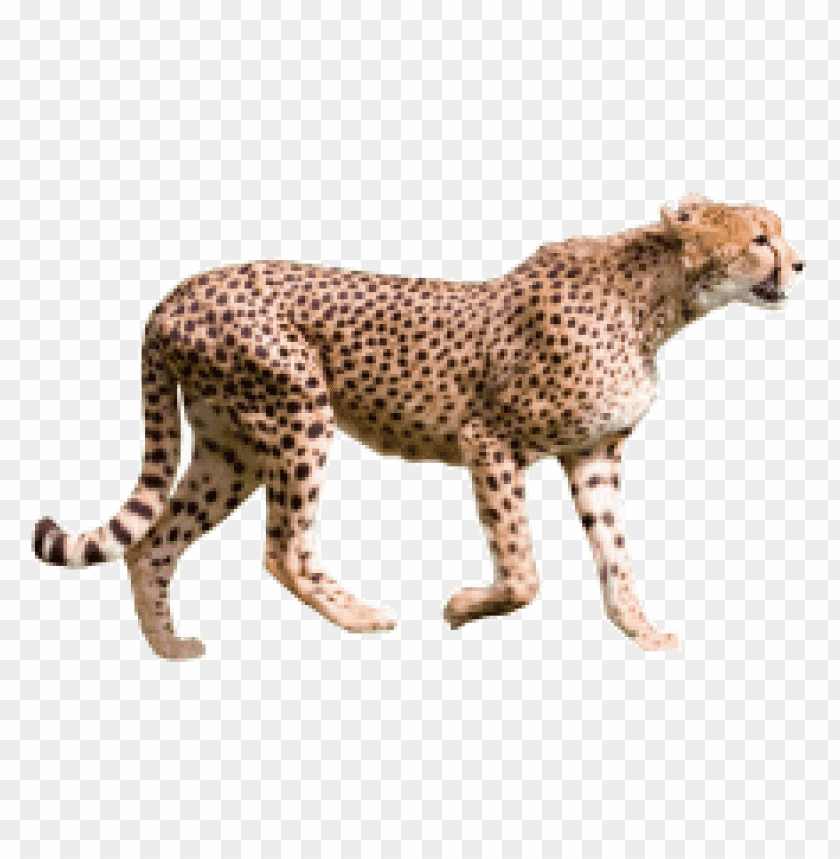 cheetah,cheetah free png,cheetah png free,cheetah png,cheetah images png,cheetah file png,cheetah transparent