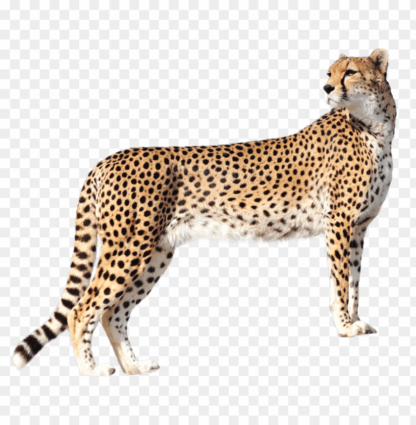 animal, wild, fast, cheetah, leopard, speed