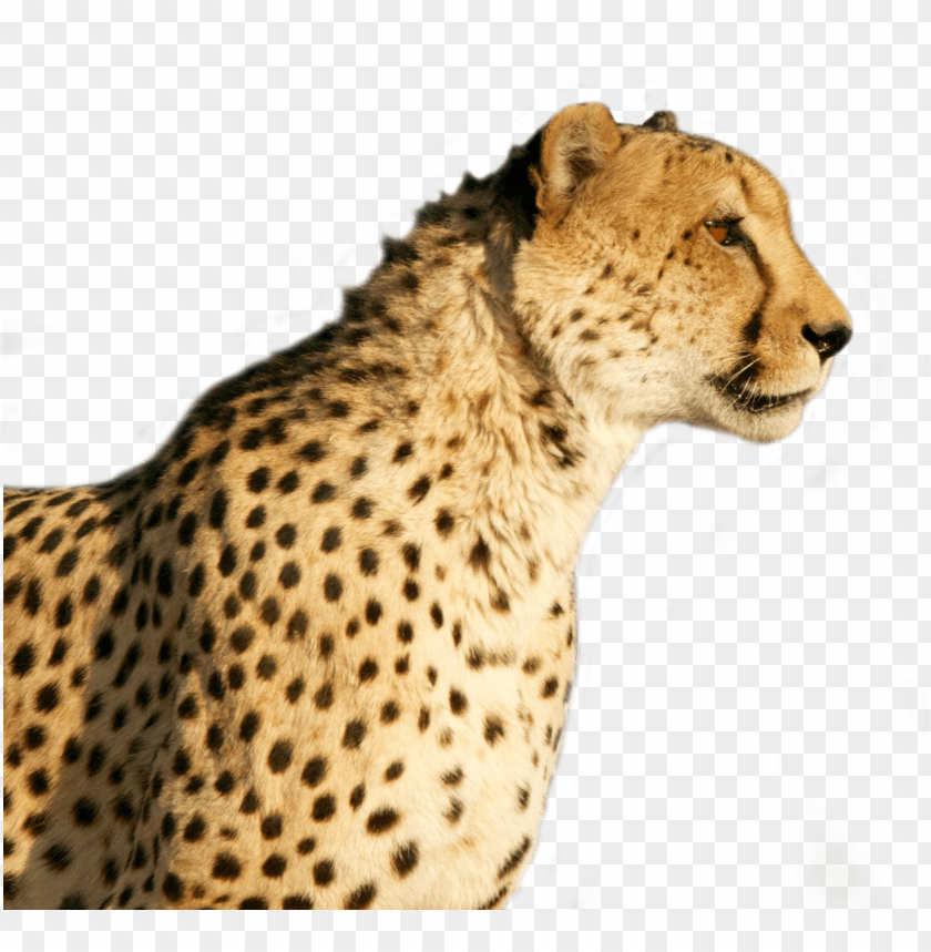 
animal
, 
wild
, 
fast
, 
cheetah
, 
leopard
, 
speed
