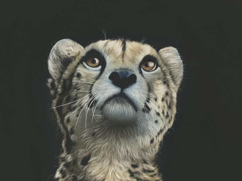 cheetah, art, drawing, predator, glance