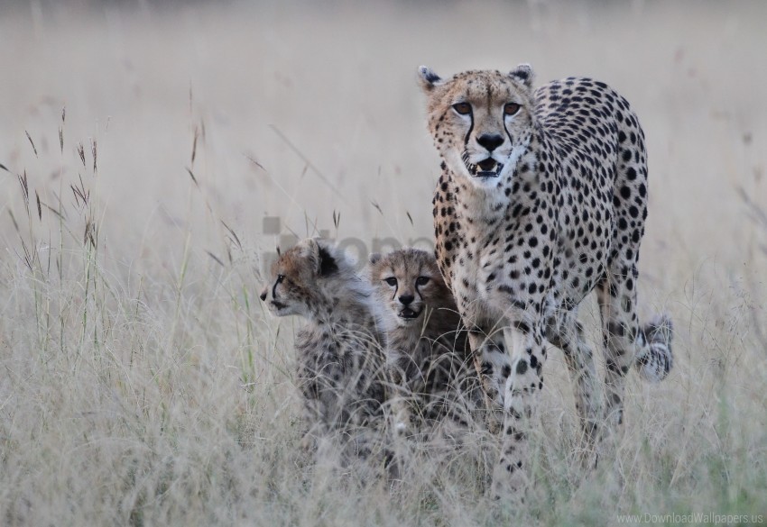 cheetah, wildlife, mother cheetah, baby cheetahs, nature, animal family, grassland