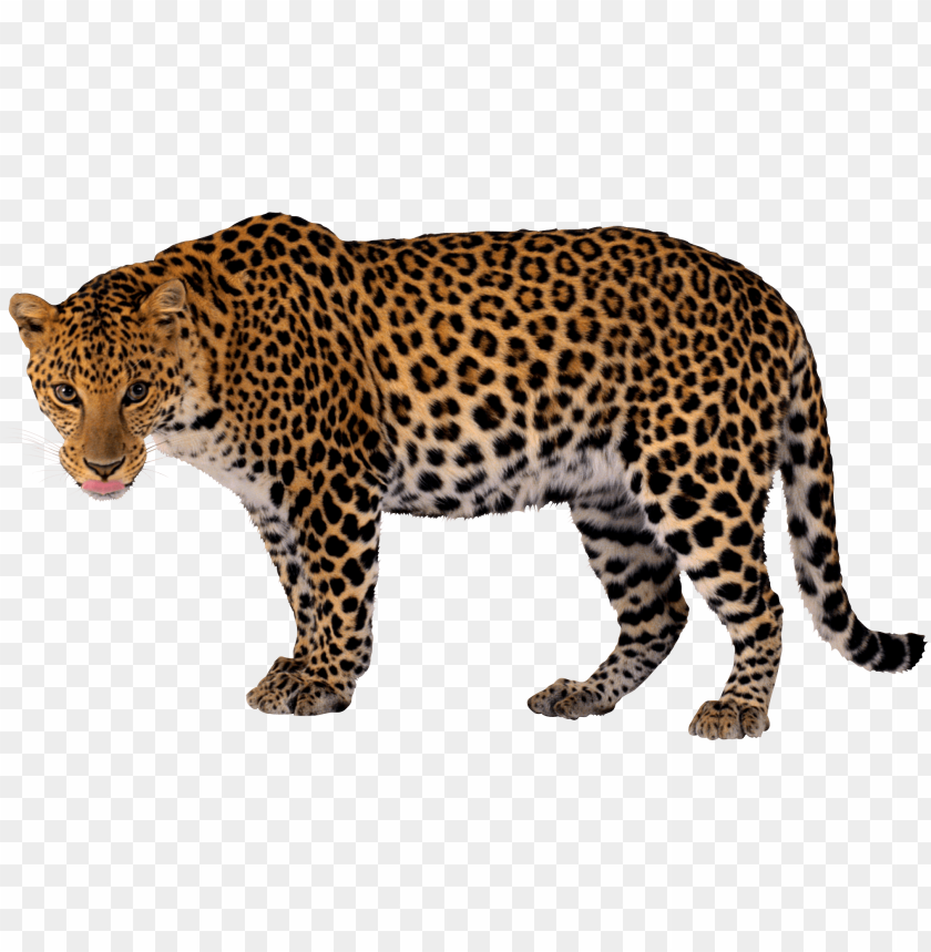 cheetah,animals