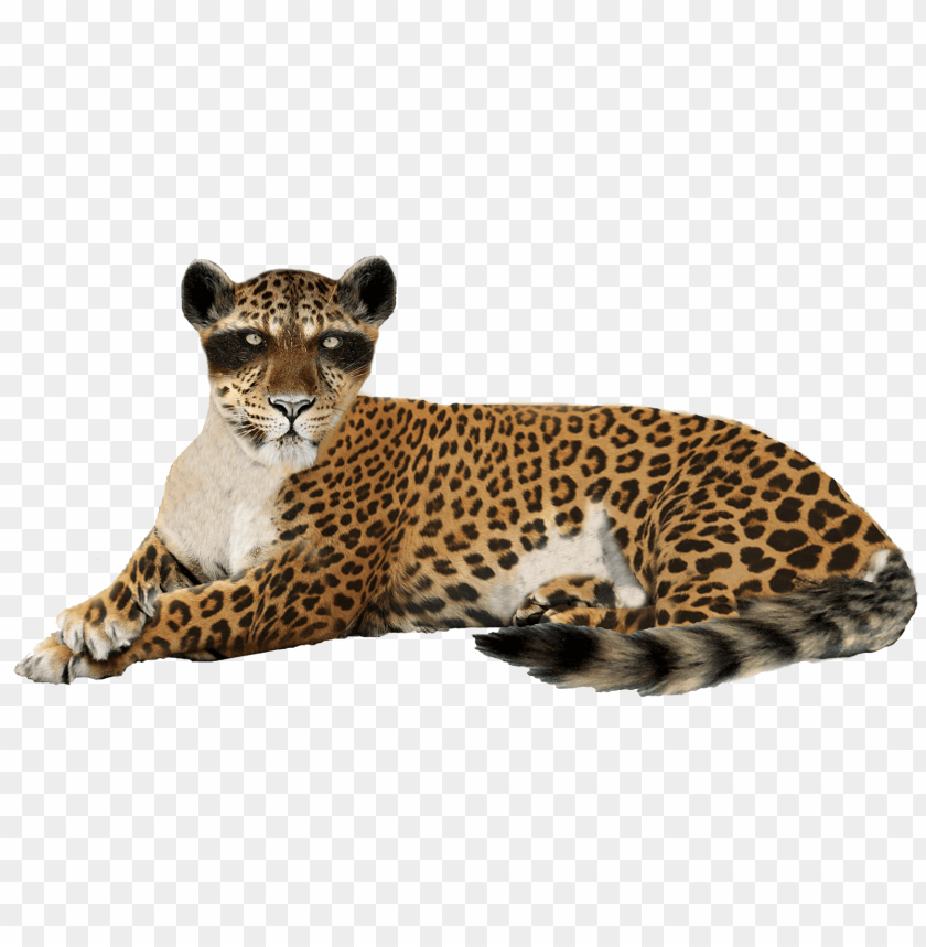 cheetah,animals