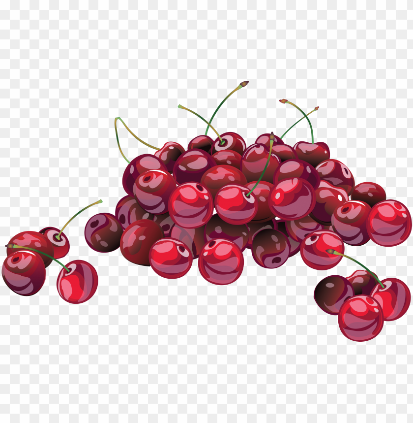 
cherry
, 
genus prunus
, 
sweet cherry
, 
, 
ornamental cherry
, 
cherry blossom
, 
cherries
