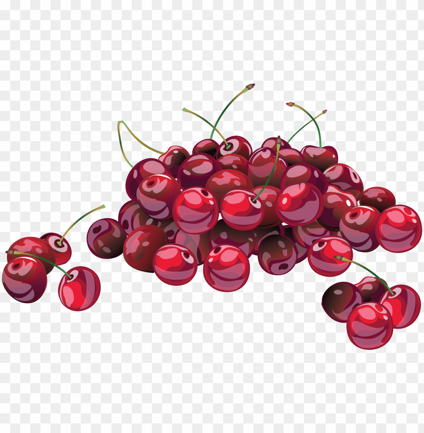 
cherry
, 
genus prunus
, 
sweet cherry
, 
, 
ornamental cherry
, 
cherry blossom
, 
cherries
