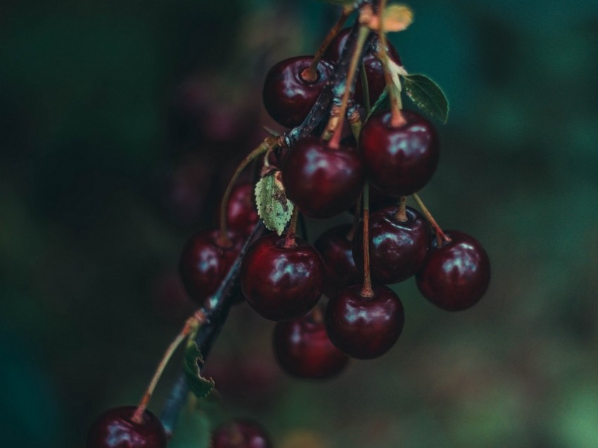 Cherry Berries Branch Blur Ripe Background