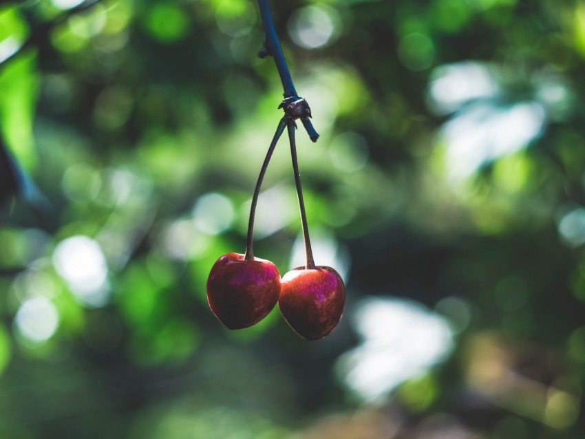 cherry, berries, red, ripe, branch