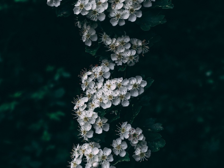 cherry, flowering, branch, spring