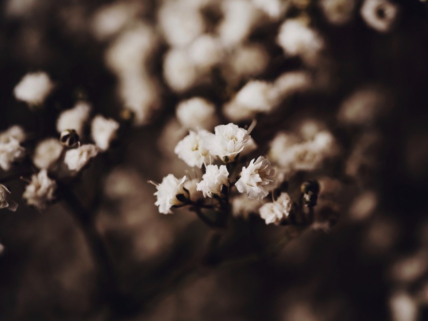 Cherry Flowers Blooms Spring Garden Background