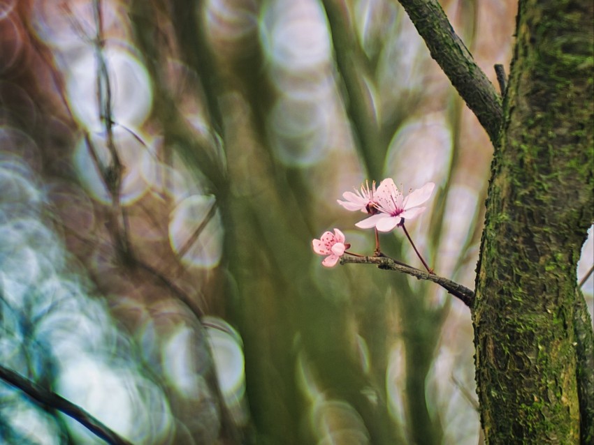 Cherry Tree Flowers Branch Blur Background