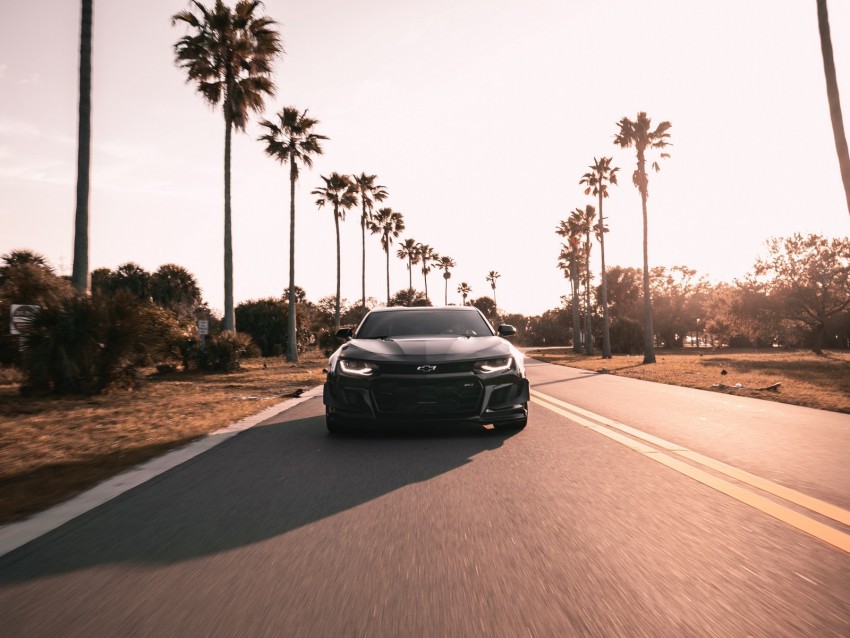 chevrolet camaro, chevrolet, black, front view, road, asphalt, palm trees