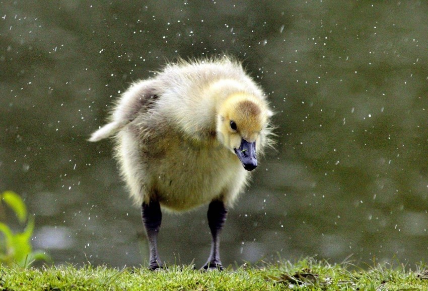 Chick Duckling Grass Swan Wallpaper PNG Transparent Background