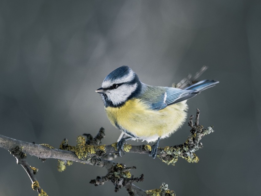 chickadee, bird, branch, blur