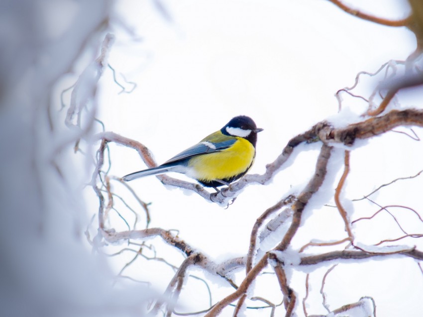 Chickadee Branch Snow Bird Yellow Sits Winter Background