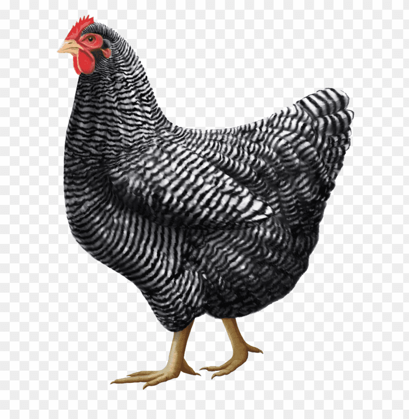 chicken,chicken free png,chicken png free,chicken png,chicken images png,chicken file png,chicken transparent