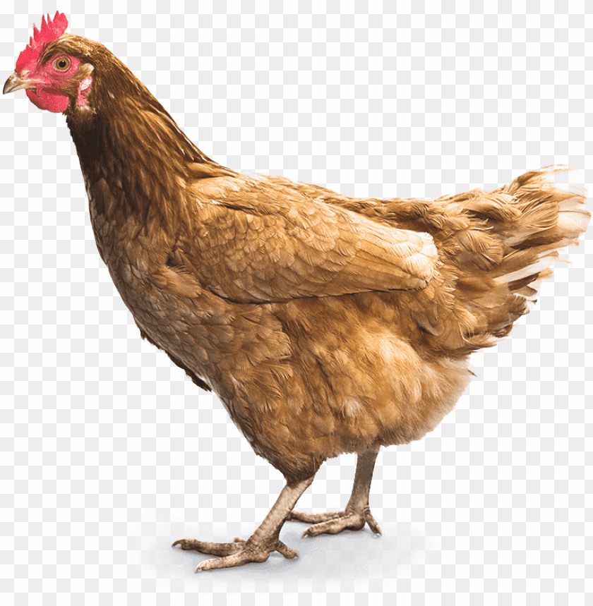 chicken,chicken free png,chicken png free,chicken png,chicken images png,chicken file png,chicken transparent