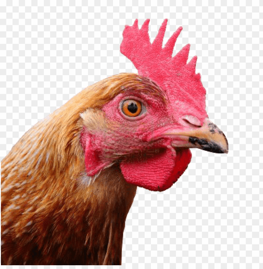 chicken,chicken free png,chicken png free,chicken png,chicken images png,chicken file png,chicken transparent