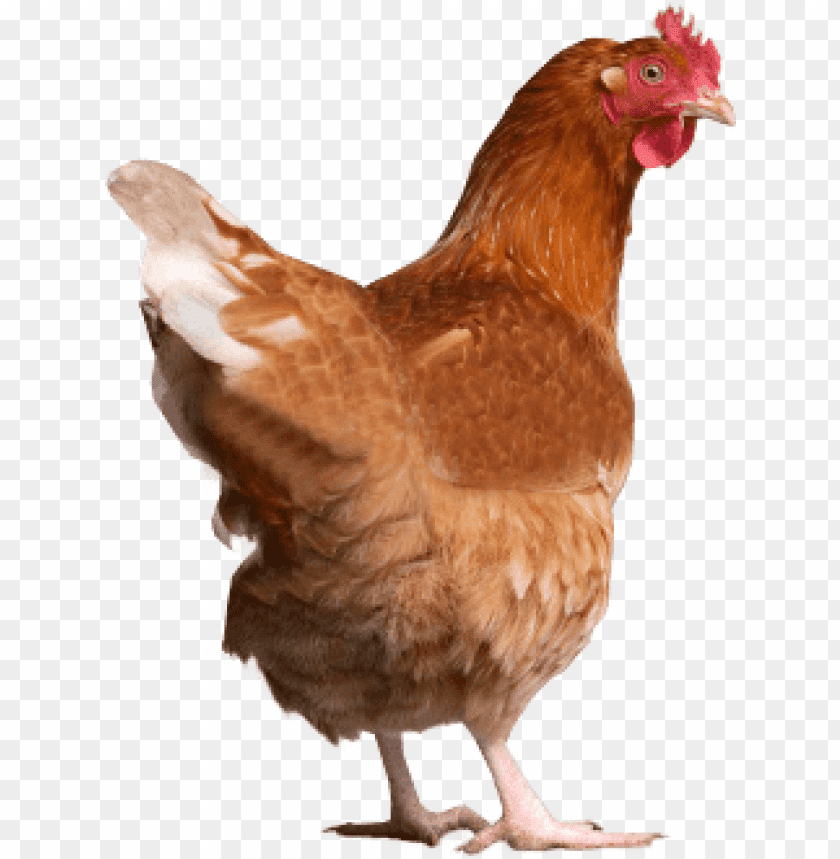 chicken,chicken free png,chicken png free,chicken png,chicken images png,chicken file png,chicken transparent