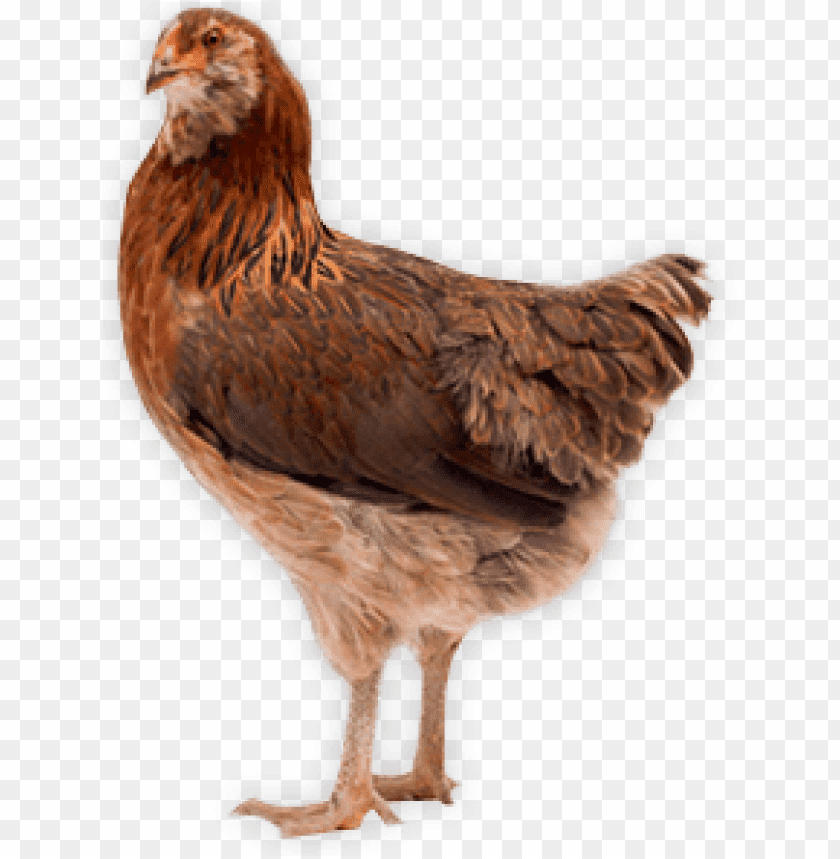 chicken,chicken free png,chicken png free,chicken png,chicken images png,chicken file png,chicken transparent