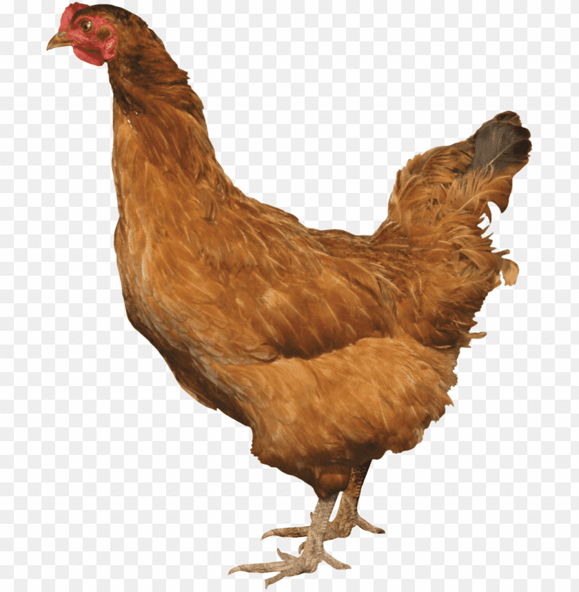 chicken,chicken free png,chicken png free,chicken png,chicken images png,chicken file png,chicken transparent