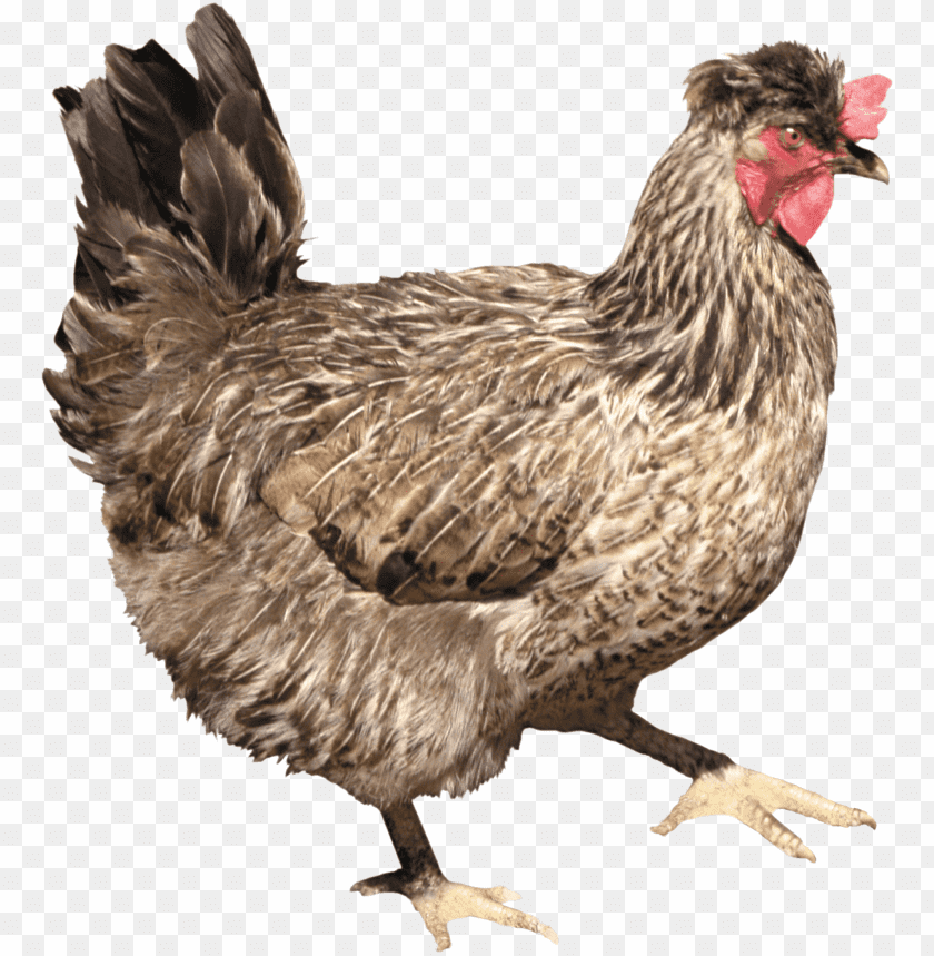 chicken,chicken free png,chicken png free,chicken png,chicken images png,chicken file png,chicken transparent