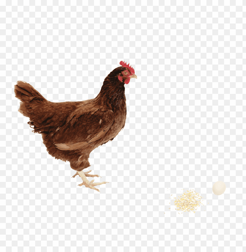 chicken,chicken free png,chicken png free,chicken png,chicken images png,chicken file png,chicken transparent