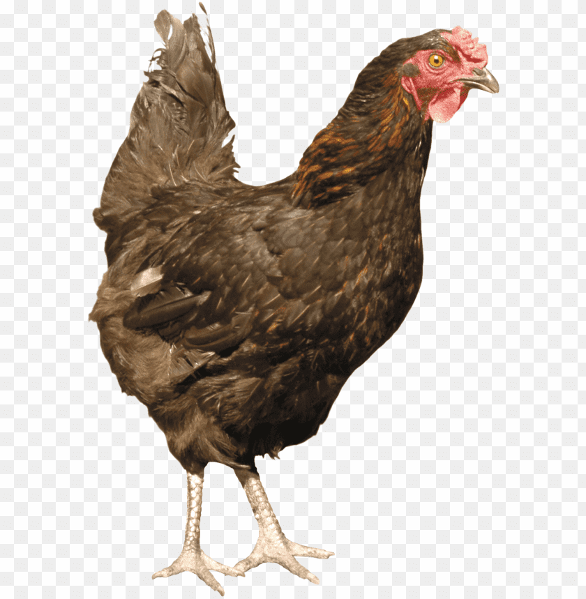 chicken,chicken free png,chicken png free,chicken png,chicken images png,chicken file png,chicken transparent