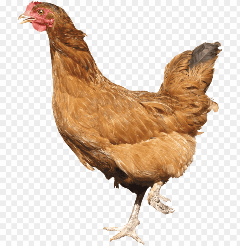 chicken,chicken free png,chicken png free,chicken png,chicken images png,chicken file png,chicken transparent