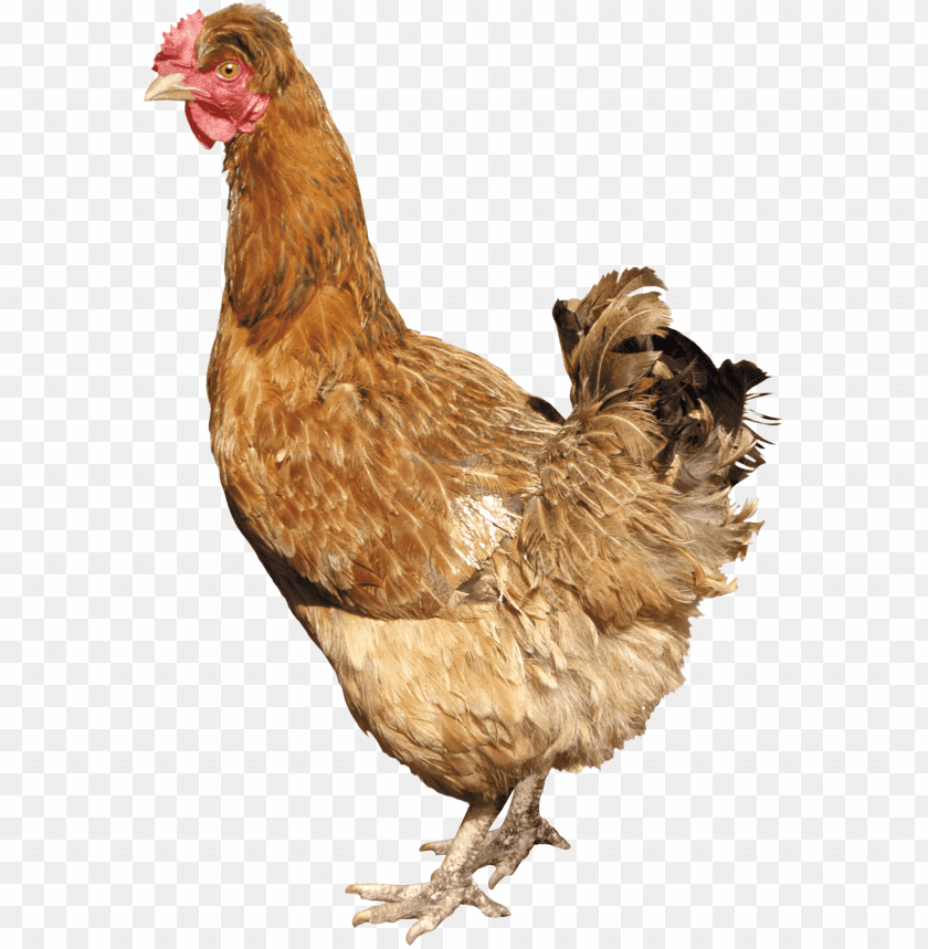 chicken,chicken free png,chicken png free,chicken png,chicken images png,chicken file png,chicken transparent