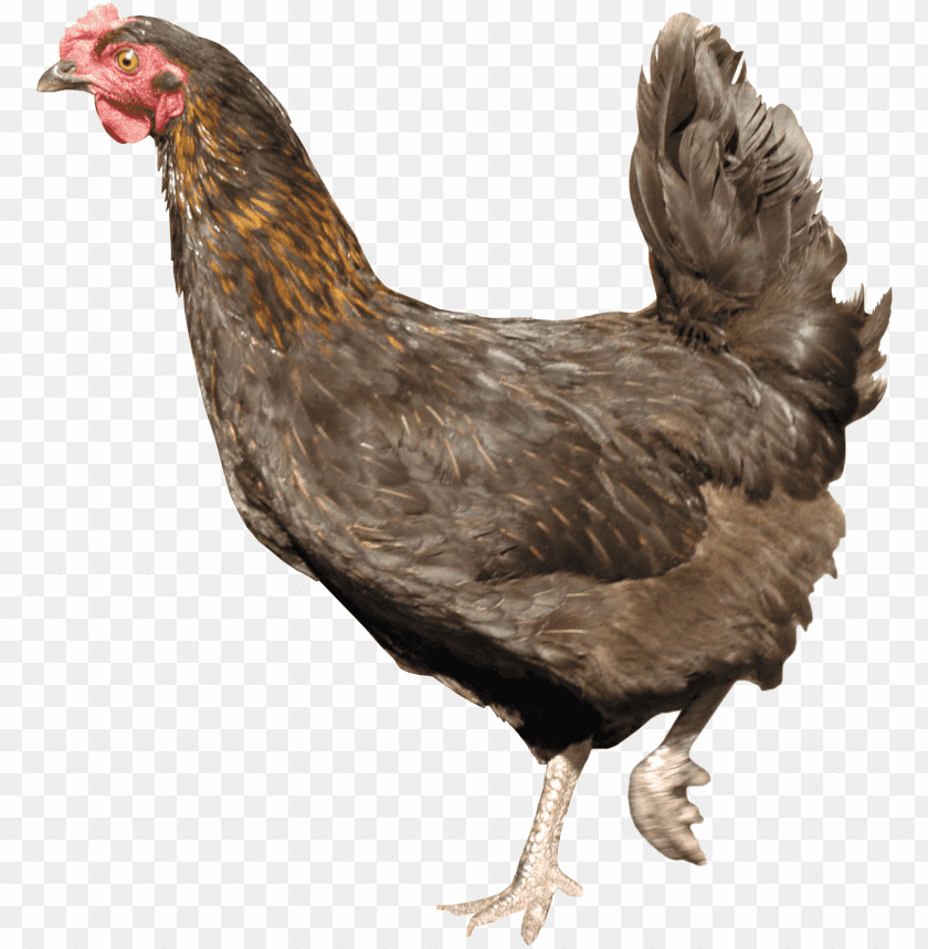 chicken,chicken free png,chicken png free,chicken png,chicken images png,chicken file png,chicken transparent