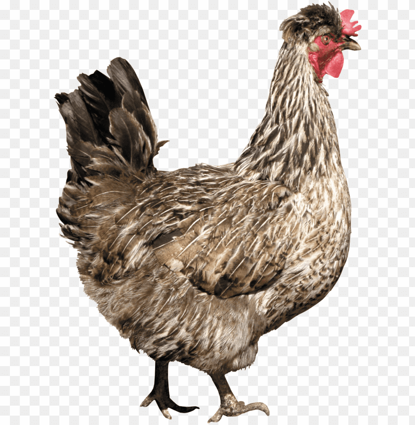 A fluffy grey hen standing proudly with a red comb and bright feathers PNG